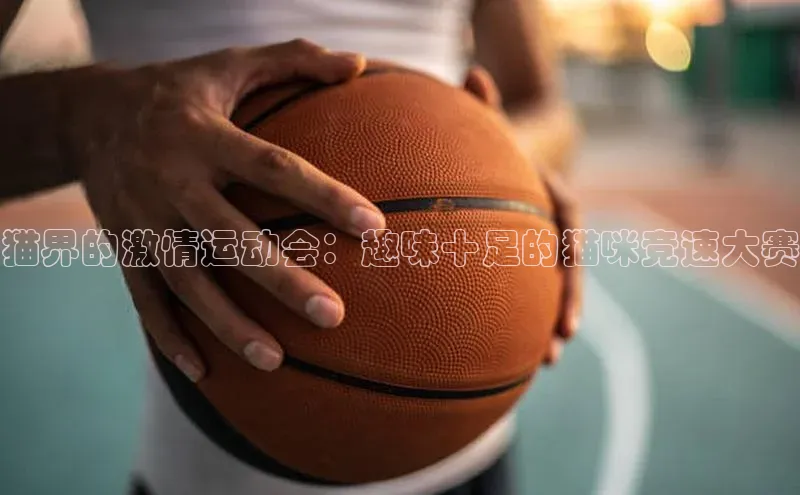 猫界的激情运动会：趣味十足的猫咪竞速大赛